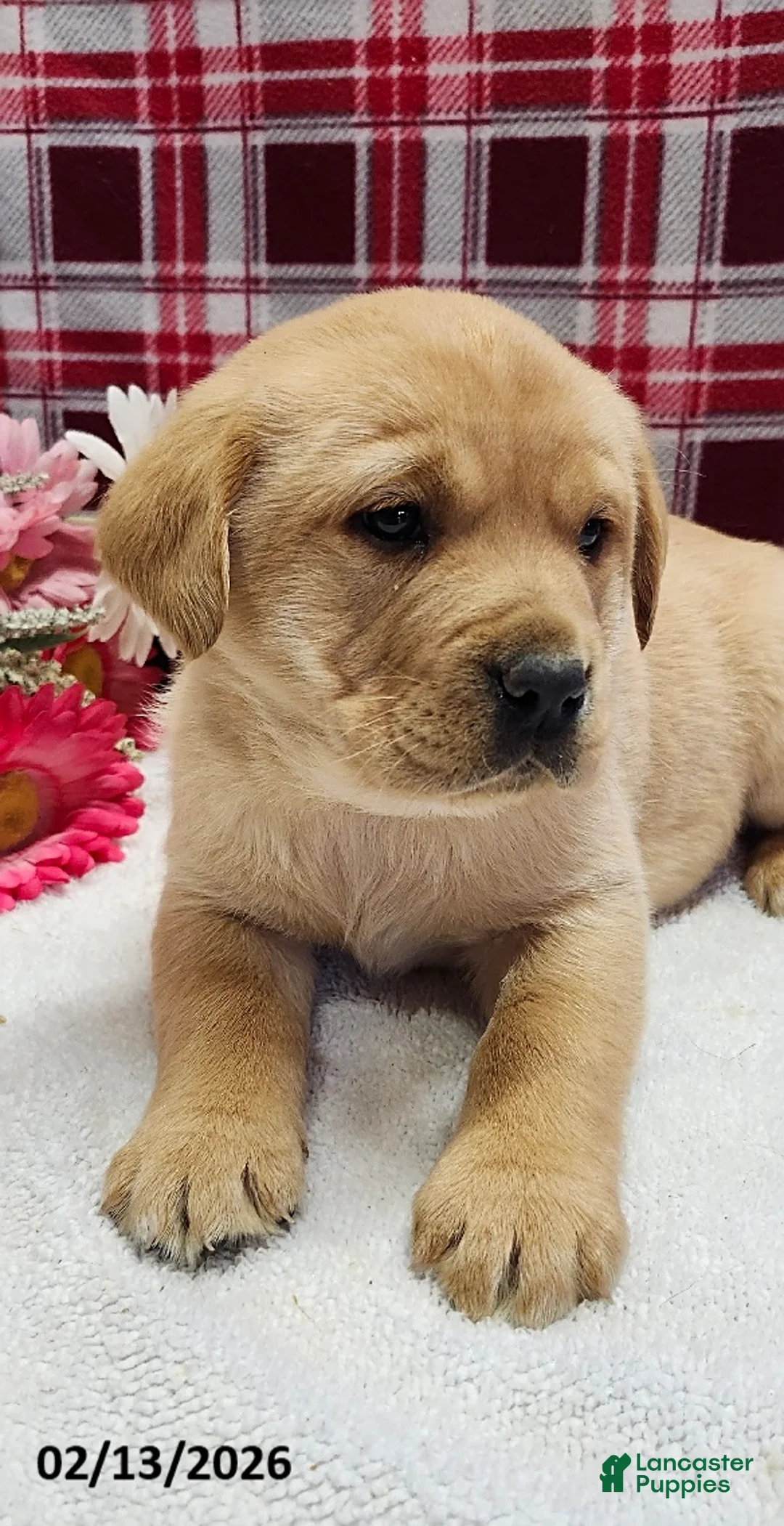 Labrador Retriever dogs for sale: Sandy - Ad 1