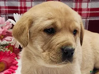 Labrador Retriever dogs Sandy - Ad 11