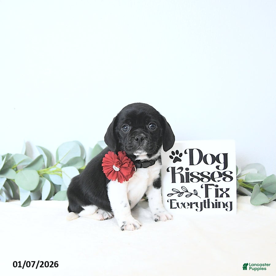 Puggle dogs Greta - Ad 31