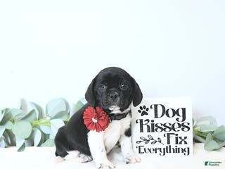 Puggle dogs Greta - Ad 31