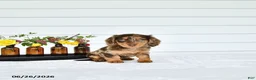 Miniature Dachshund dogs for sale: Precious - Ad 2