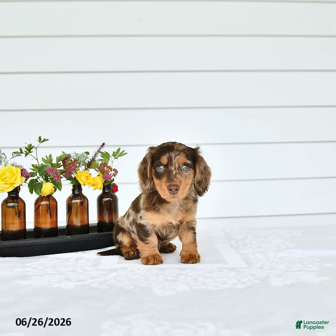 Miniature Dachshund dogs for sale: Precious - Ad 2