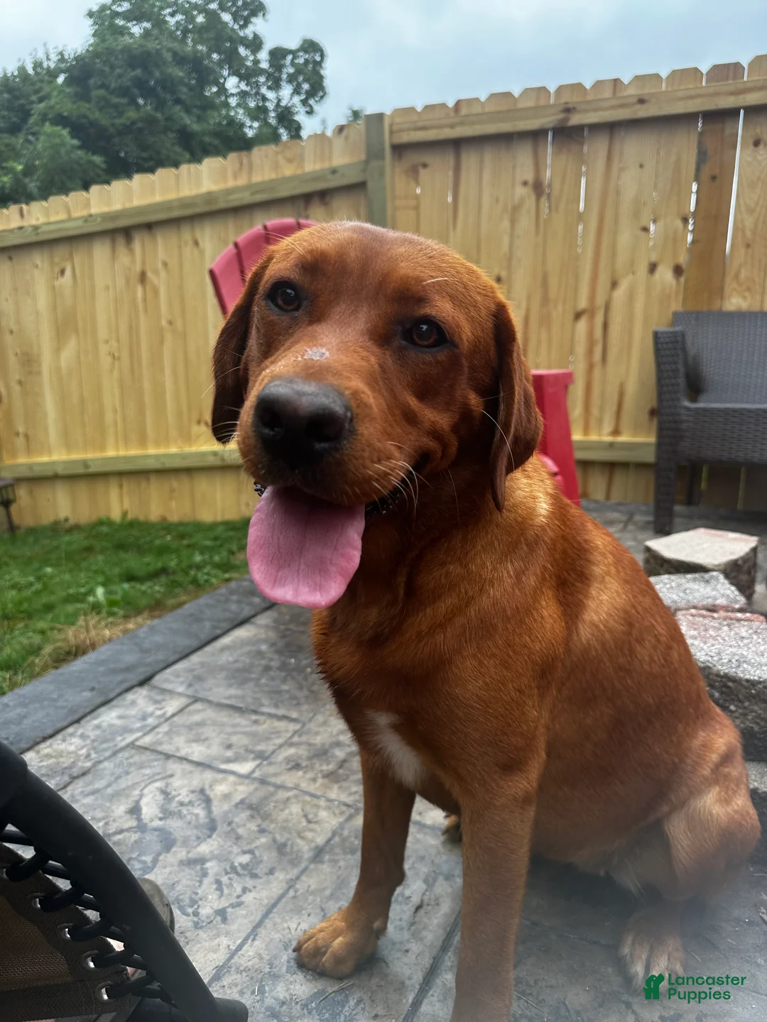 Labrador Retriever dogs for sale: Lila - Ad 3