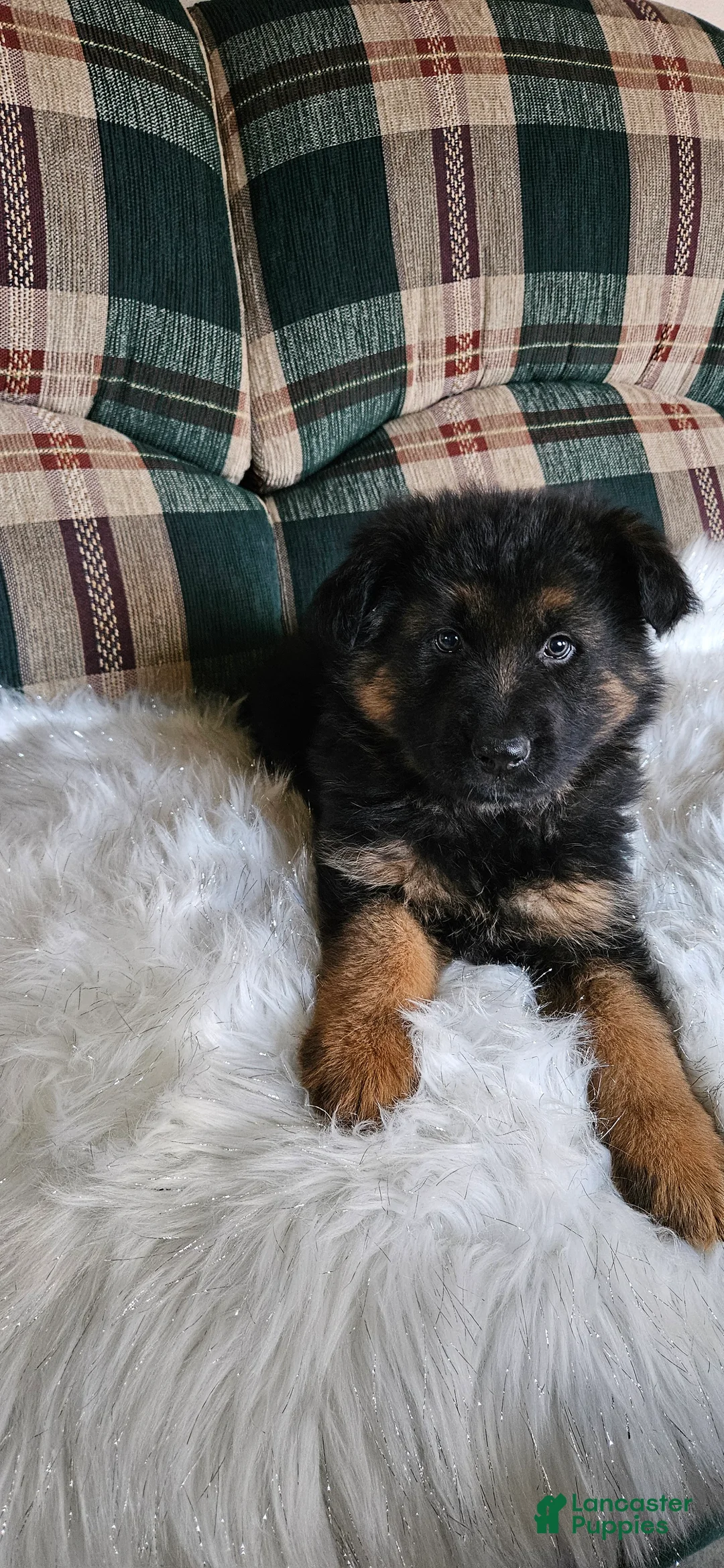 German Shepherd dogs for sale: Smokey - Ad 1