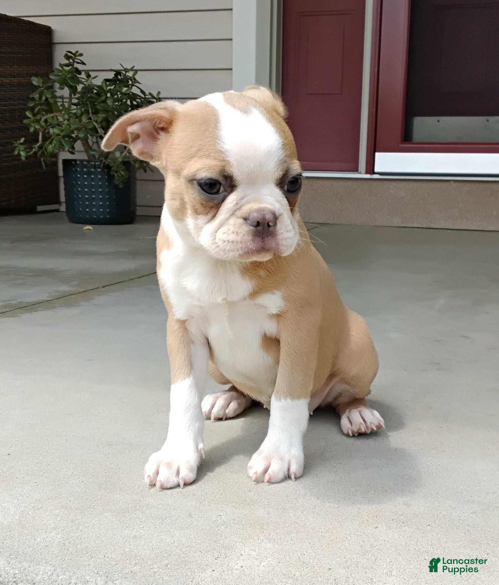 Boston Terrier dogs Candy - Ad 2