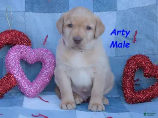 Labrador Retriever dogs Arty - Ad 1