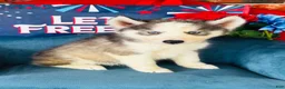 Siberian Husky dogs for sale: Sophie - Ad 7