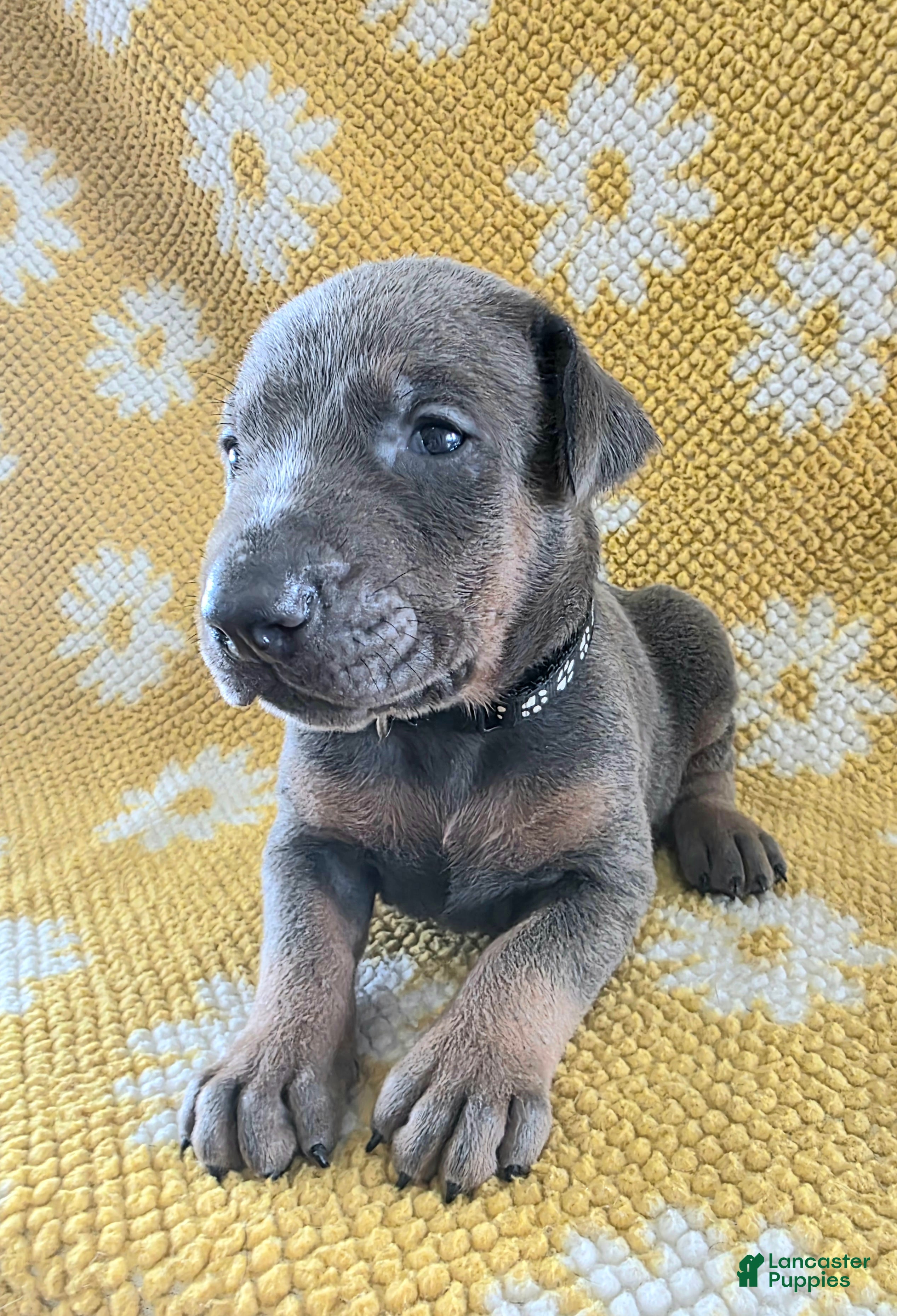 Doberman Pinscher Puppy 10