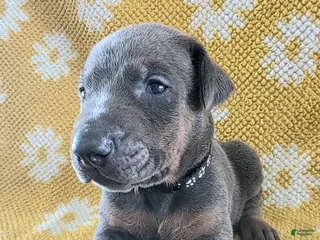 Doberman Pinscher dogs Doberman Pinscher Puppy 10 - Ad 32