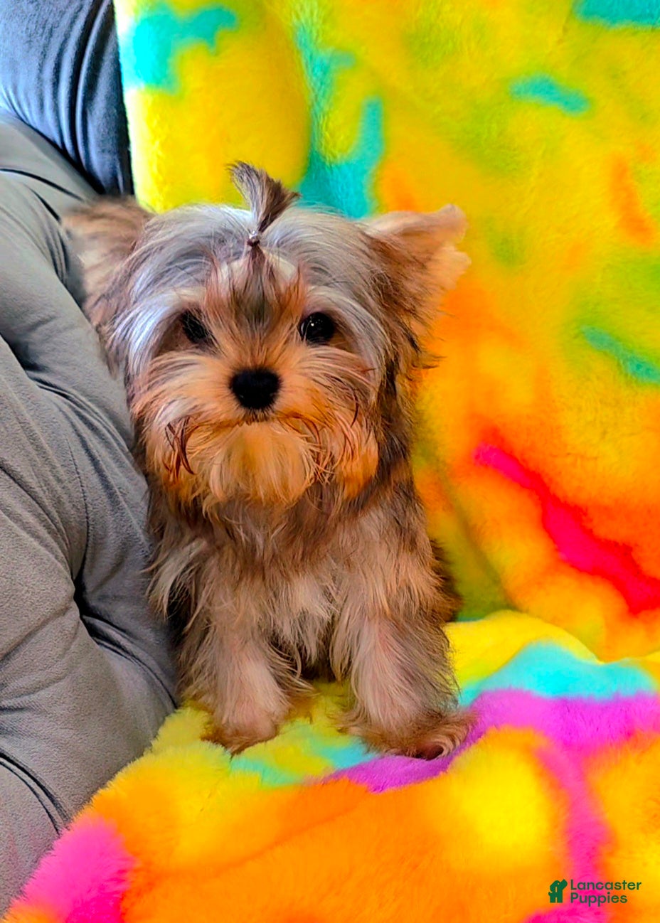 Yorkshire Terrier dogs Reese - Ad 2