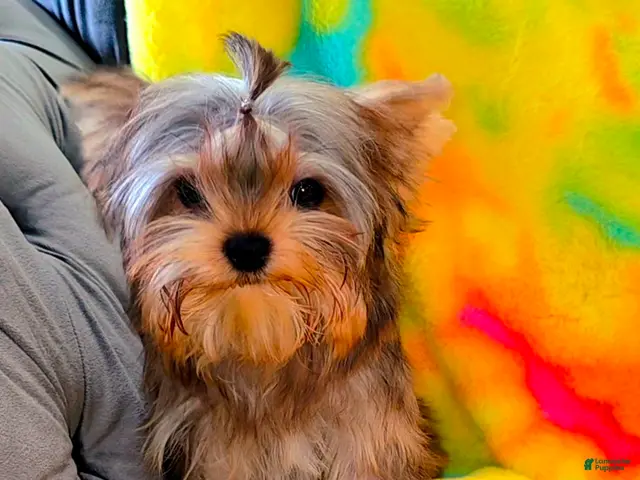 Yorkshire Terrier dogs Reese - Ad 2