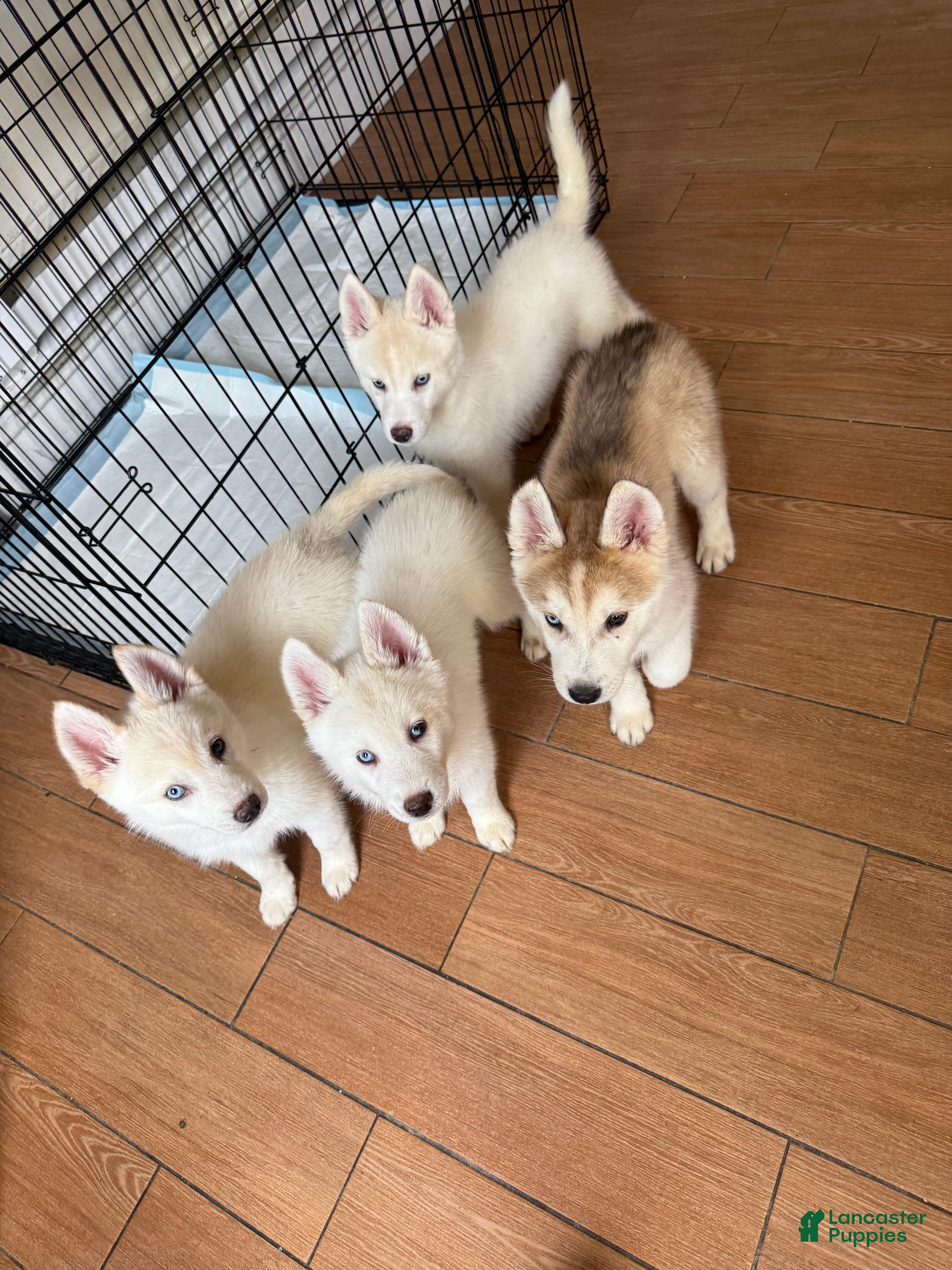 Siberian Husky dogs Siberian Husky Puppy 1 - Ad 37