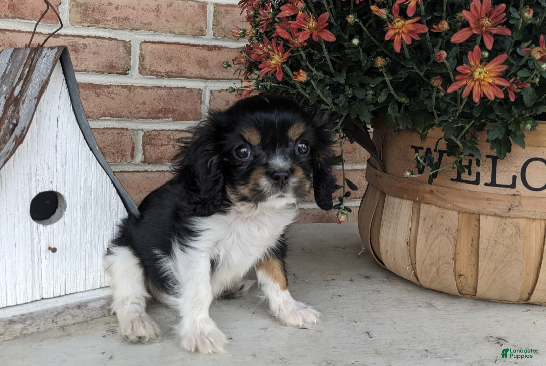 Cavalier King Charles Spaniel dogs Oreo - Ad 2