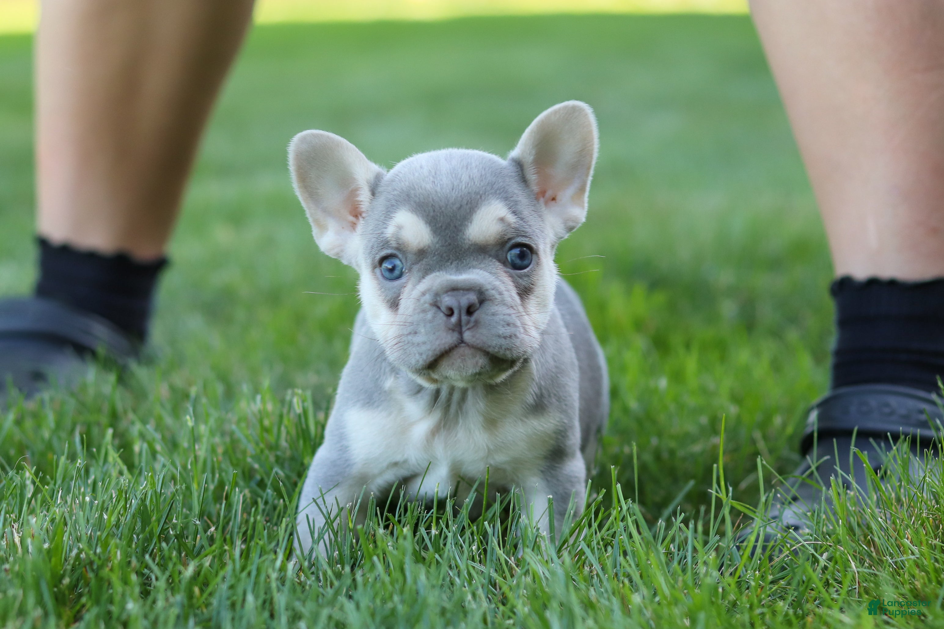 French Bulldog dogs for sale: Poppy - Ad 11