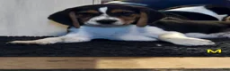 Beagle dogs for sale: Mason - Ad 1