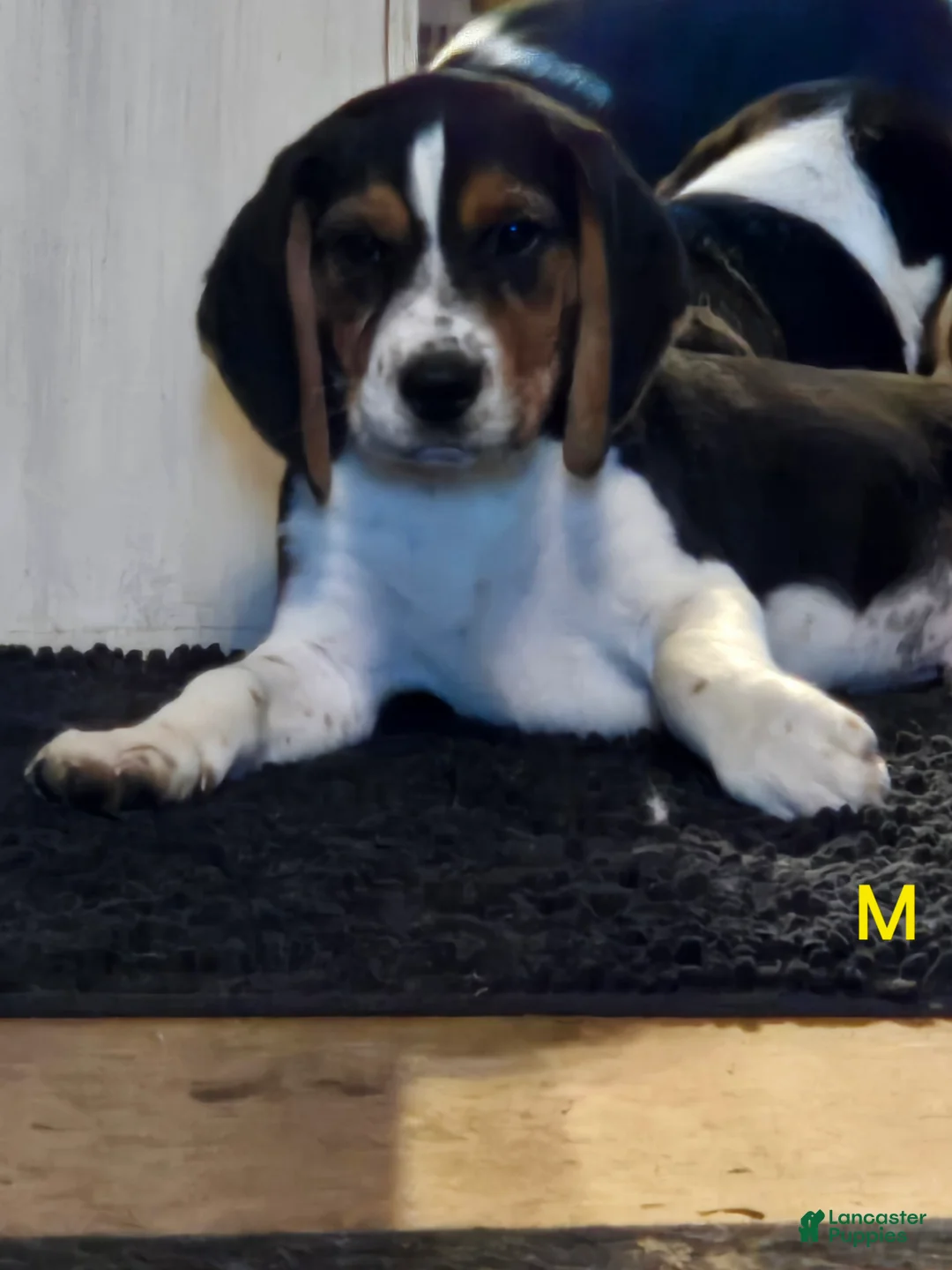 Beagle dogs for sale: Mason - Ad 1