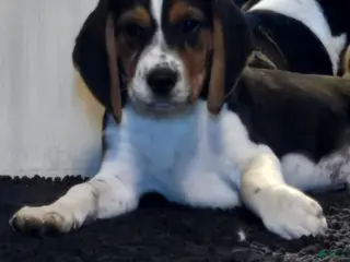 Beagle dogs Mason - Ad 11