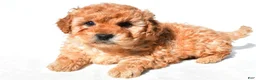 Mini Goldendoodle dogs for sale: Poppy - Ad 11