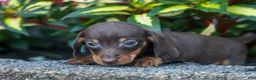 Miniature Dachshund dogs for sale: Zippy🐾 - Ad 5