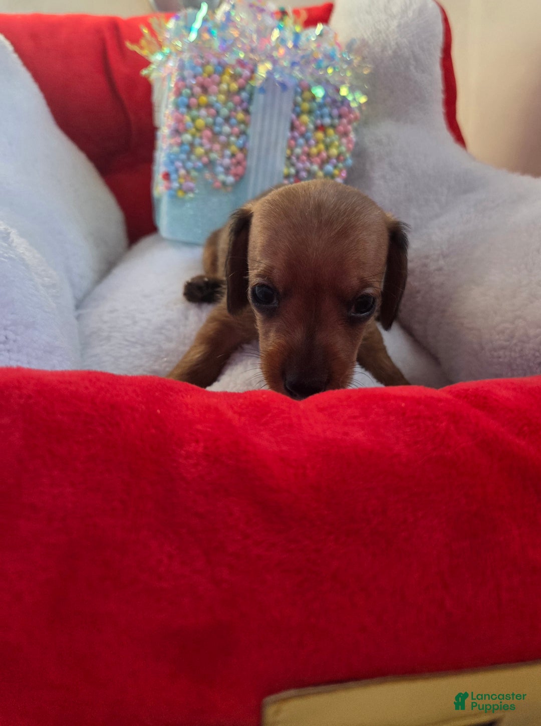 Miniature Dachshund dogs for sale: Miniature Dachshund Puppy 2 - Ad 3