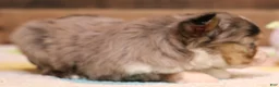 Toy Australian Shepherd dogs for sale: Fairy blue merle Toy Aussie f - Ad 5