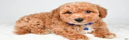 Bichpoo dogs for sale: Sierra - Ad 7