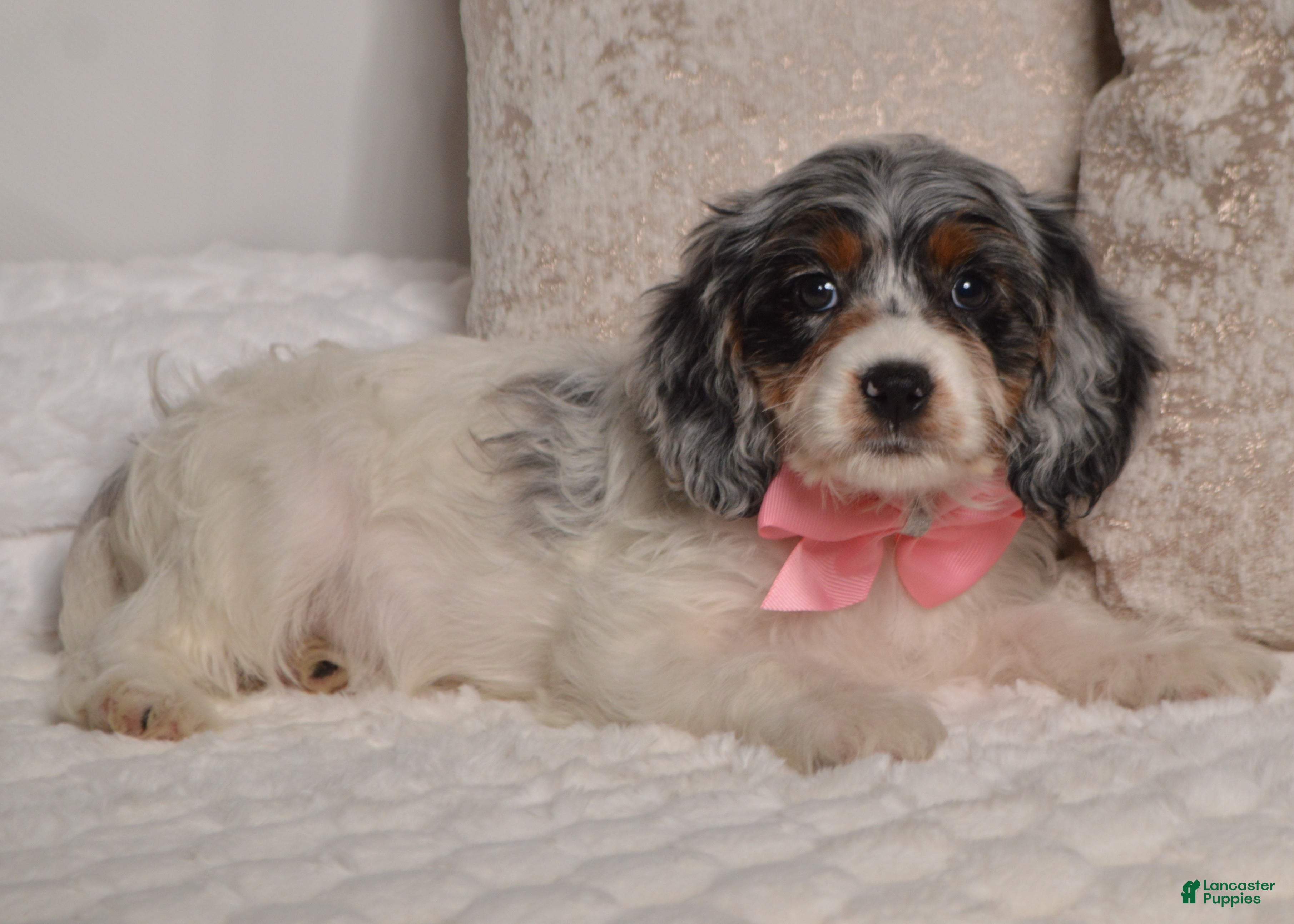 German Wirehaired Hun Hill Kennel Henry Esch Chestnut Hill K9