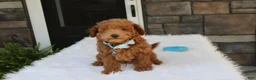 Bichpoo dogs for sale: Flynn  - Ad 6