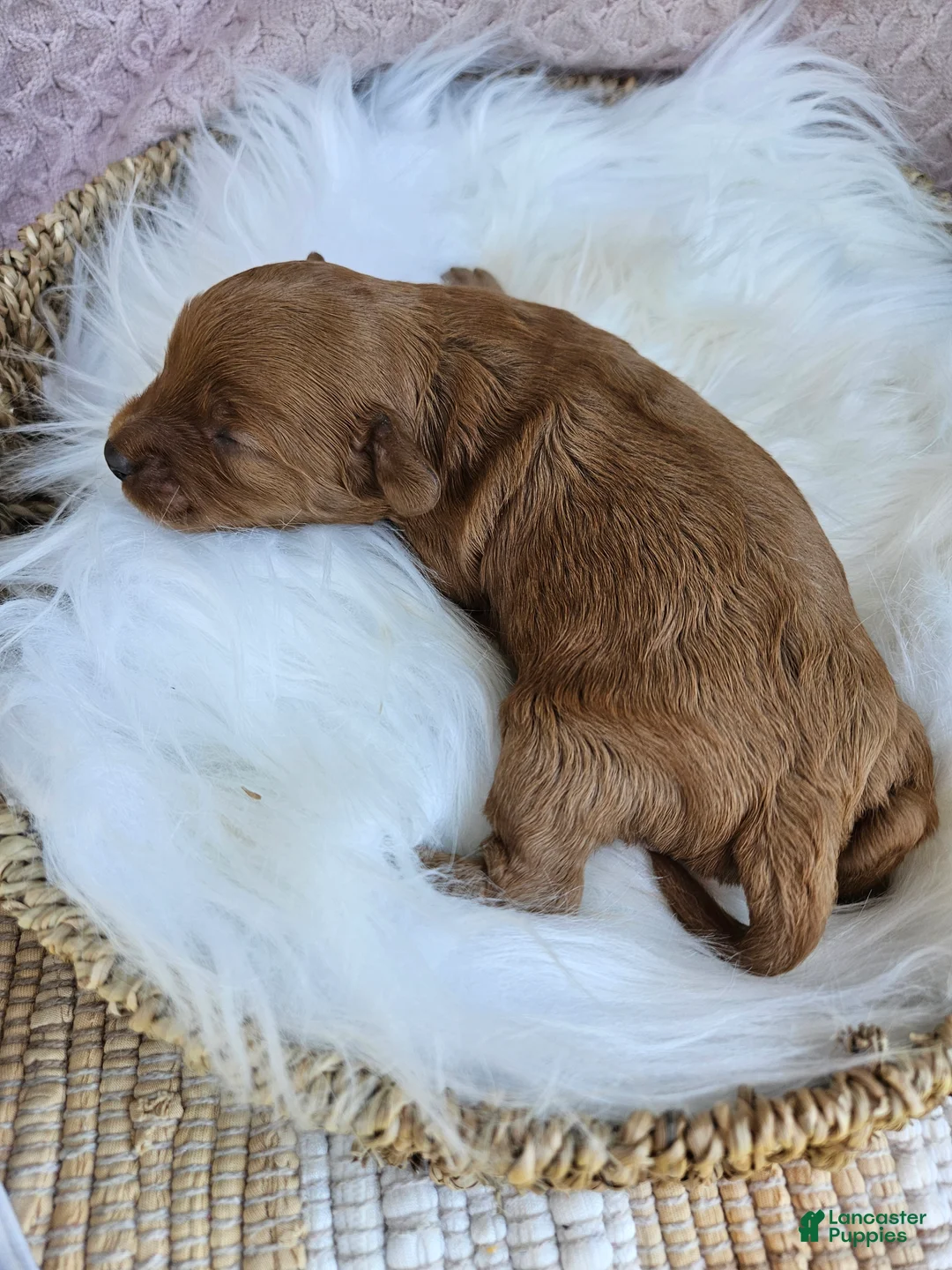 Cavapoo dogs for sale: Mischief - Ad 2