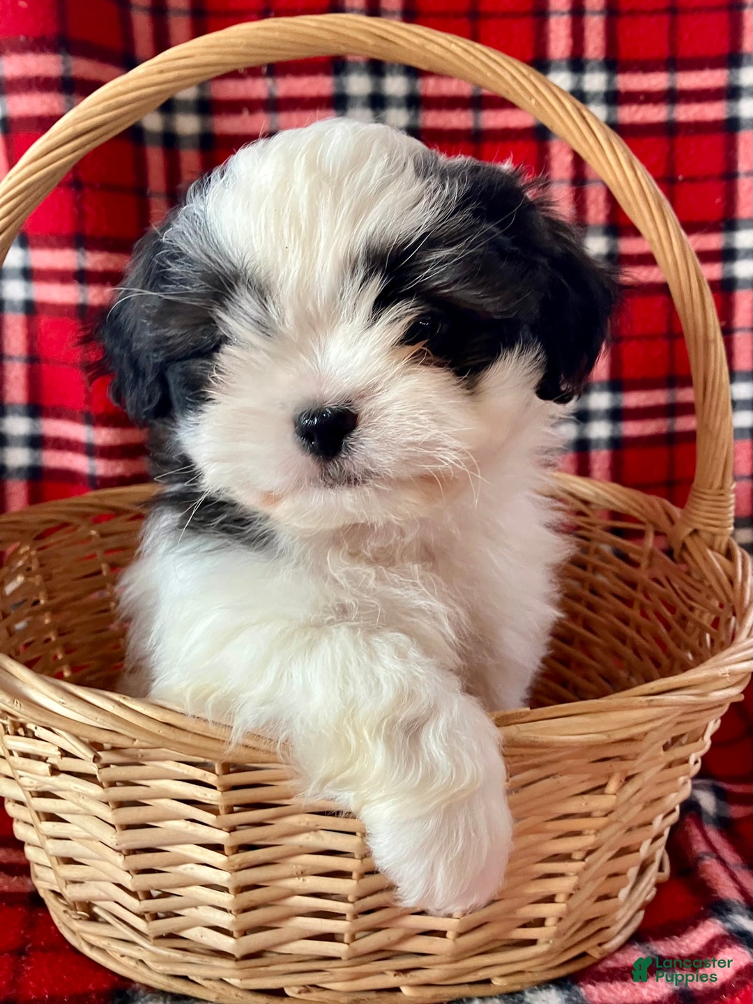 Shih Tzu dogs for sale: Louie - Ad 6