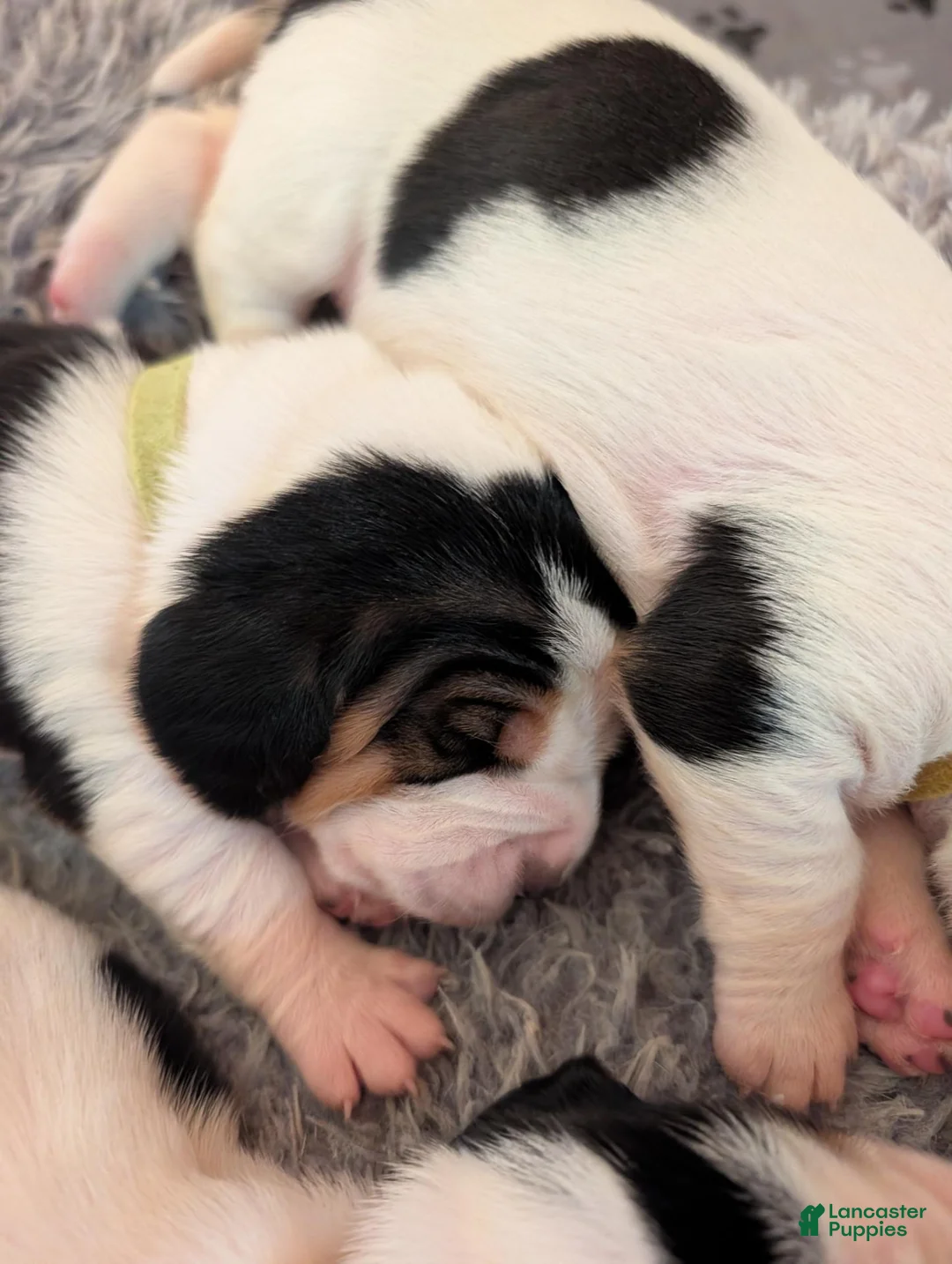 Basset Hound dogs for sale: Yellow (Jilly May) - Ad 2