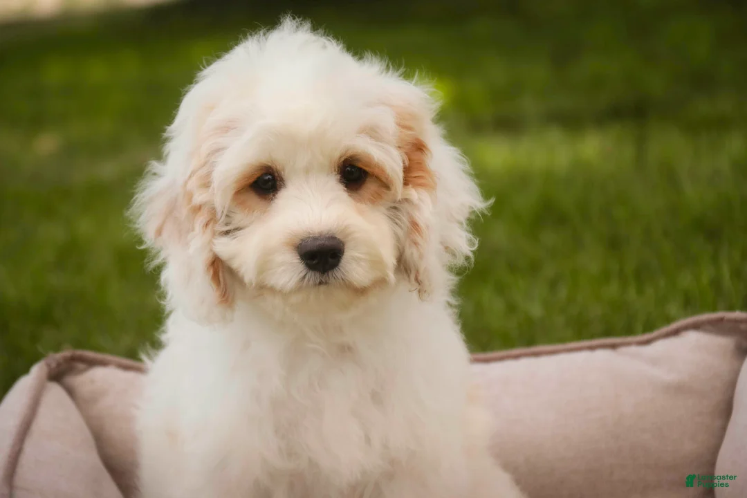 Mixed Breed dogs for sale: Gnome MUNCHKIN BERNEDOODLE - Ad 2