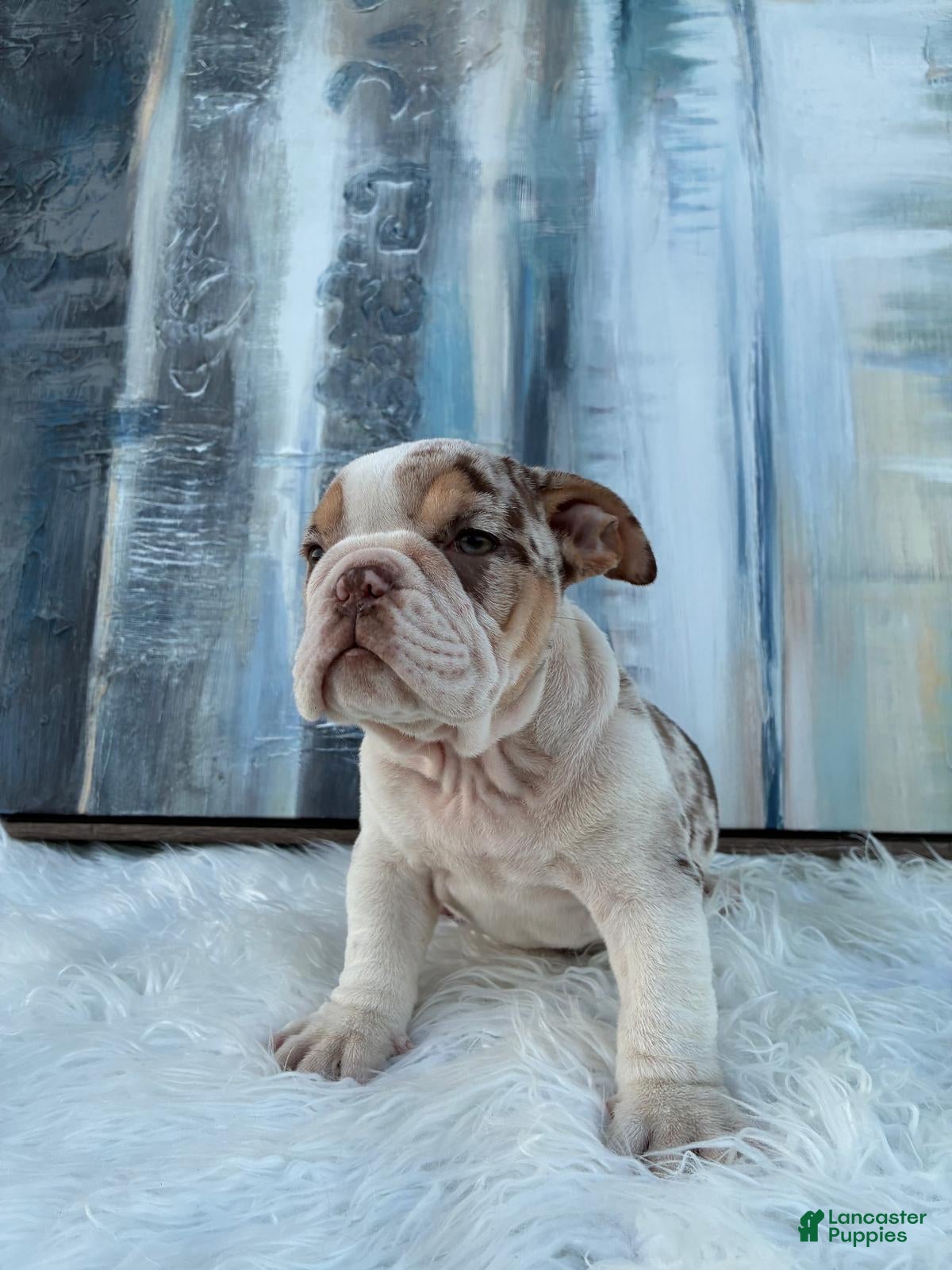 English Bulldog dogs Java - Ad 1