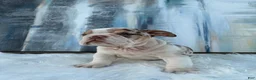 English Bulldog dogs for sale: Java - Ad 1