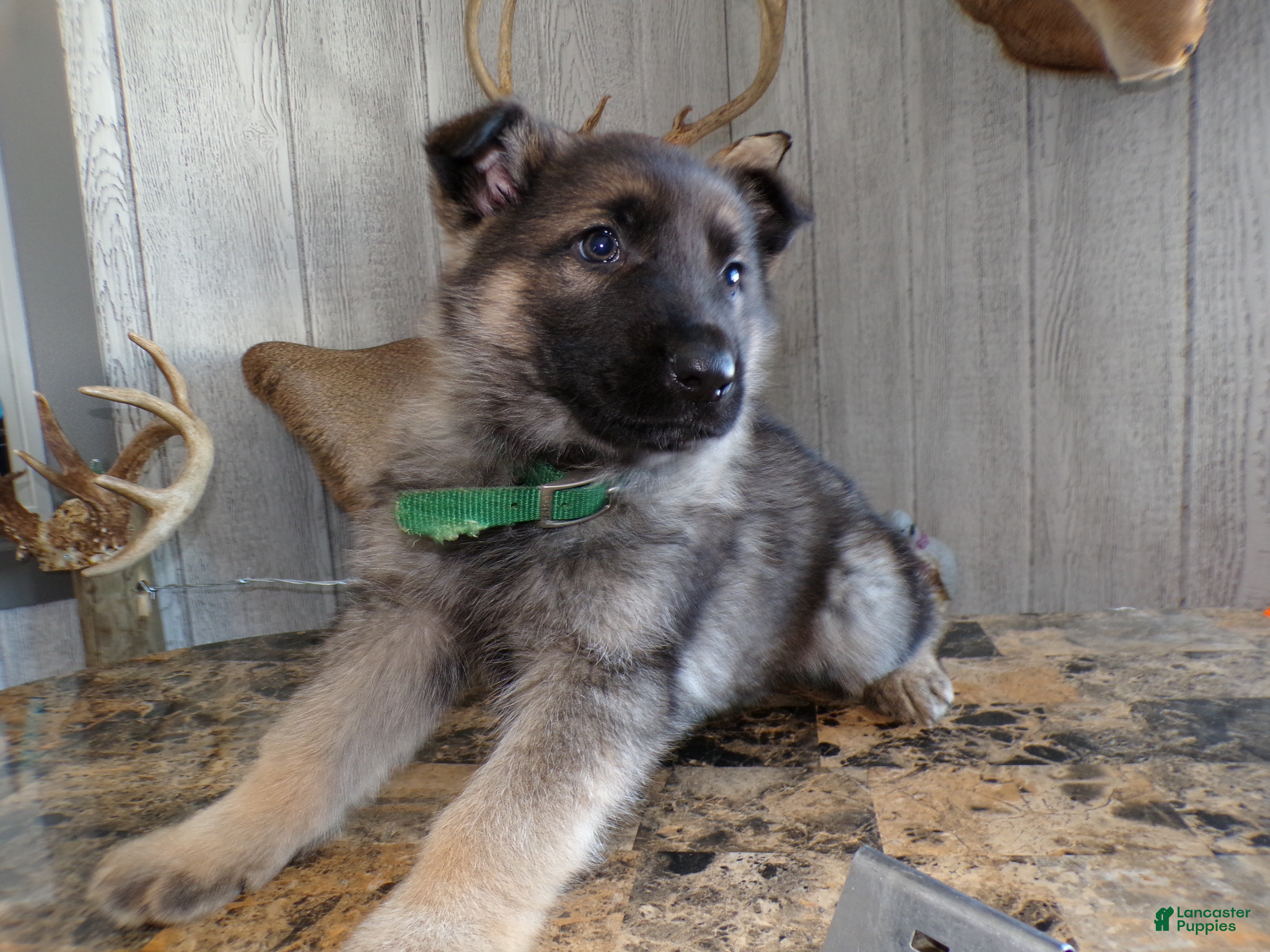German Shepherd dogs German Shepherd Puppy 1 Milo - Ad 34
