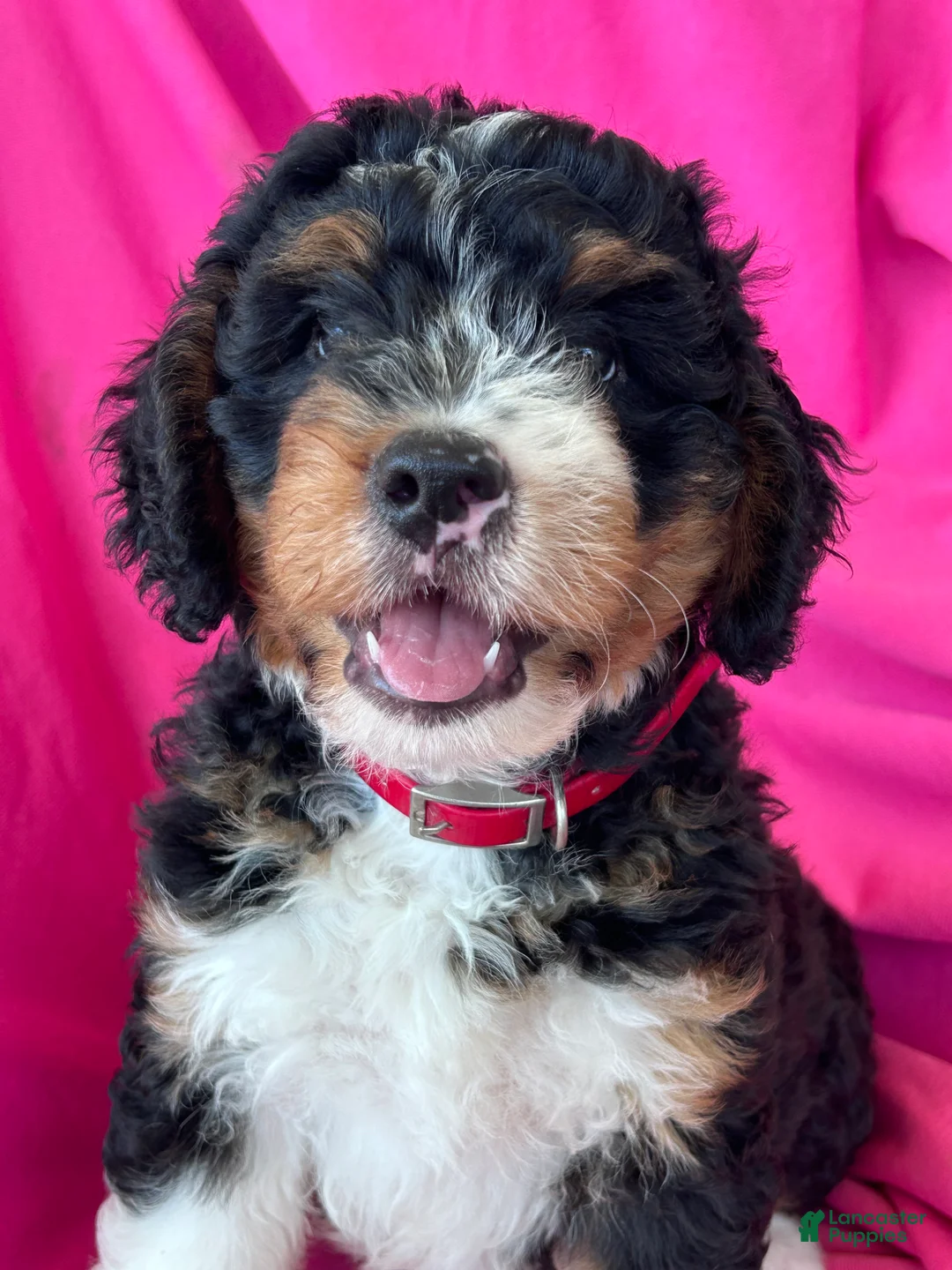 Mini Bernedoodle dogs for sale: RUSTY - Ad 2