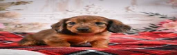 Miniature Dachshund dogs for sale: AKC-Edison - Ad 4