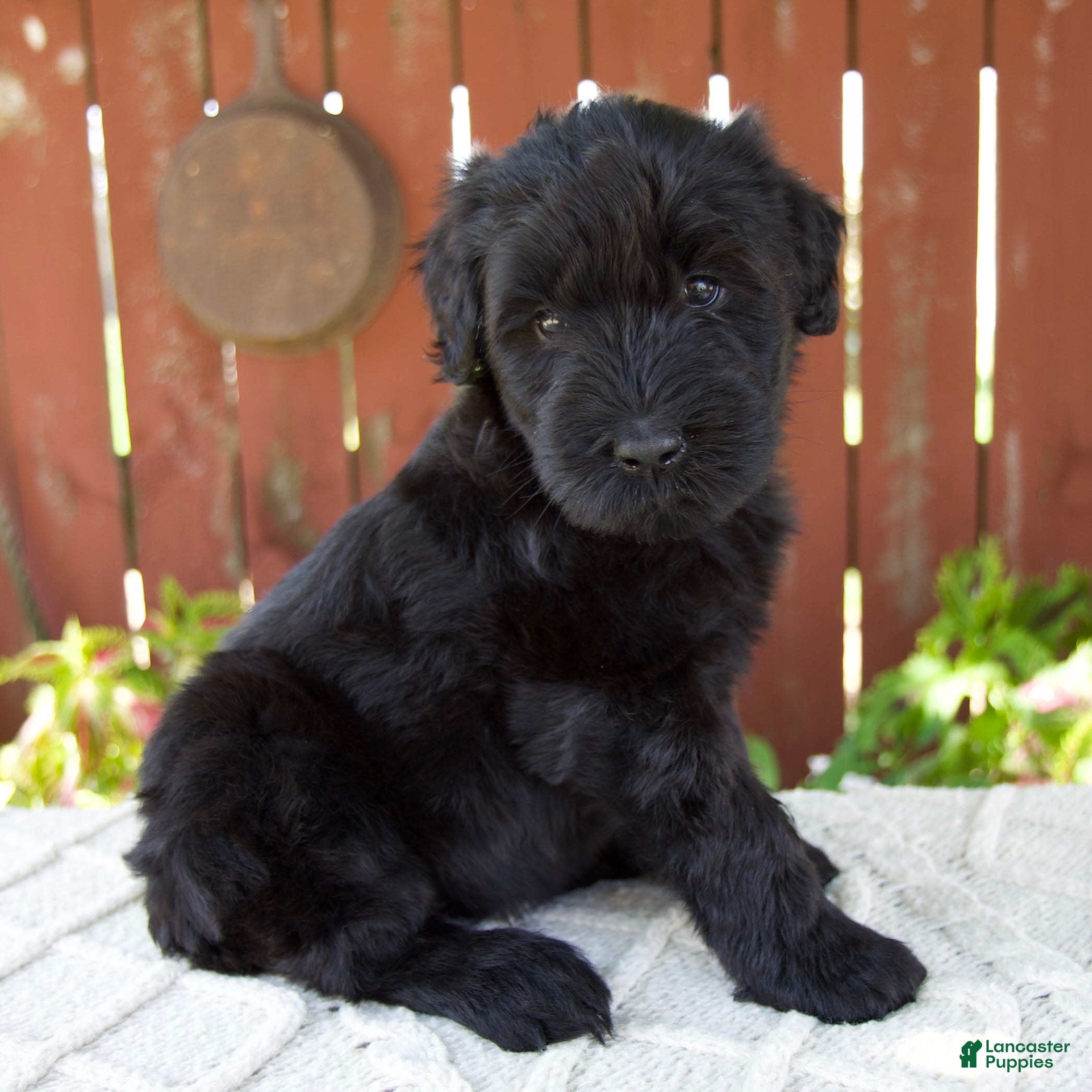Giant Schnauzer dogs Tiffany - Ad 2