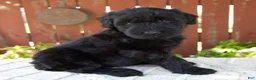 Giant Schnauzer dogs for sale: Tiffany - Ad 2