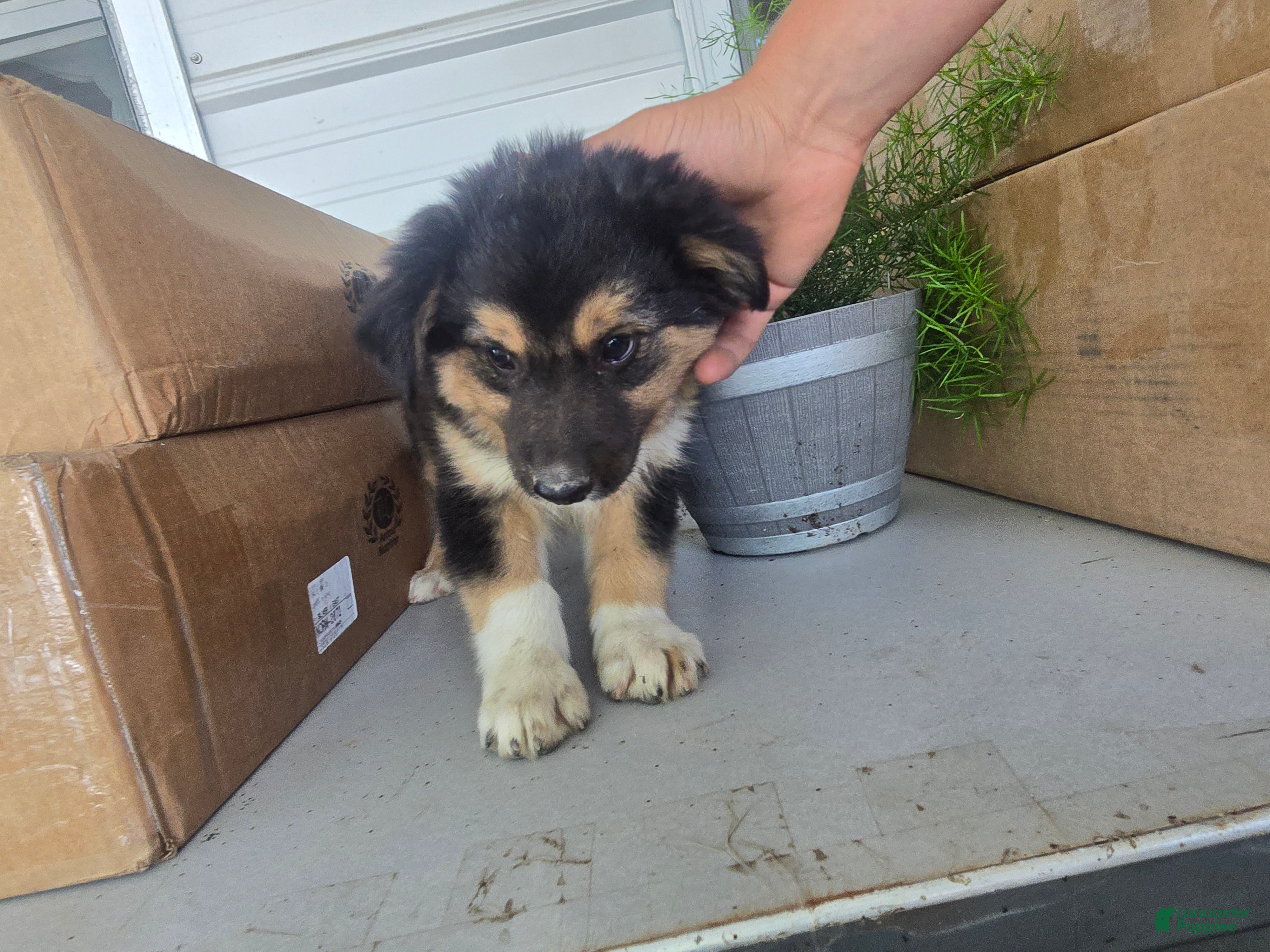 Border Collie dogs Rusty - Ad 1