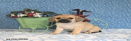 Puggle dogs for sale: Karina - Ad 2