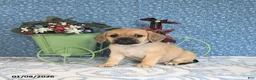 Puggle dogs for sale: Karina - Ad 7