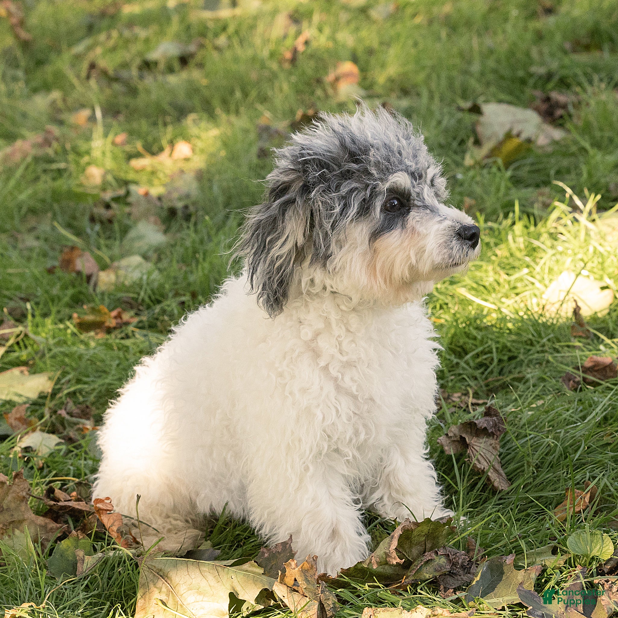 Maltipoo dogs for sale: Rex Maltipoo  - Ad 2