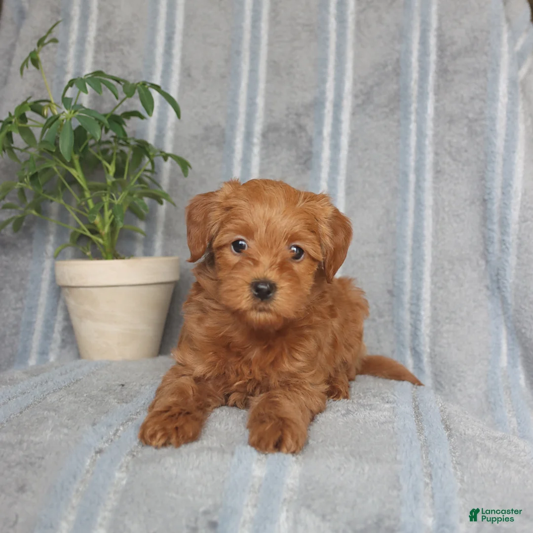 Mixed Breed dogs for sale: Paisley - Ad 1