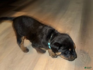 Rottweiler dogs - Ad 35