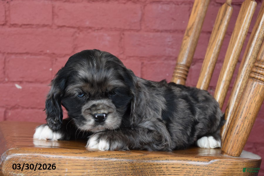 English Cocker Spaniel dogs Oreo - Ad 2