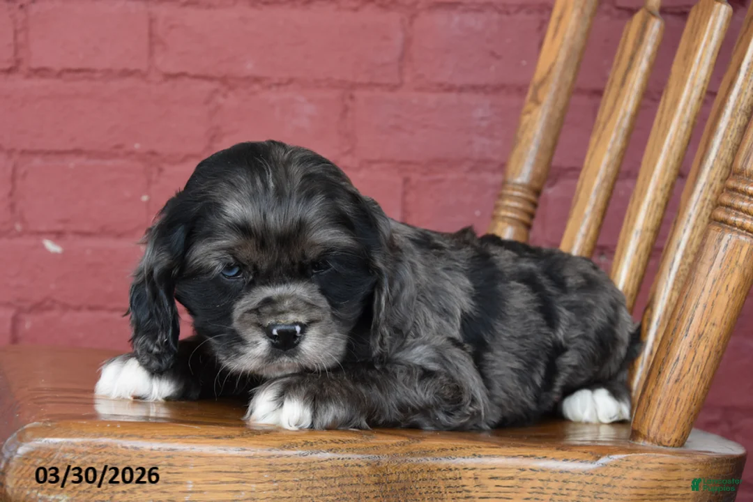 English Cocker Spaniel dogs for sale: Oreo - Ad 2