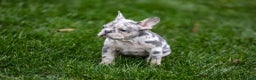 French Bulldog dogs for sale: Fifi - Ad 13