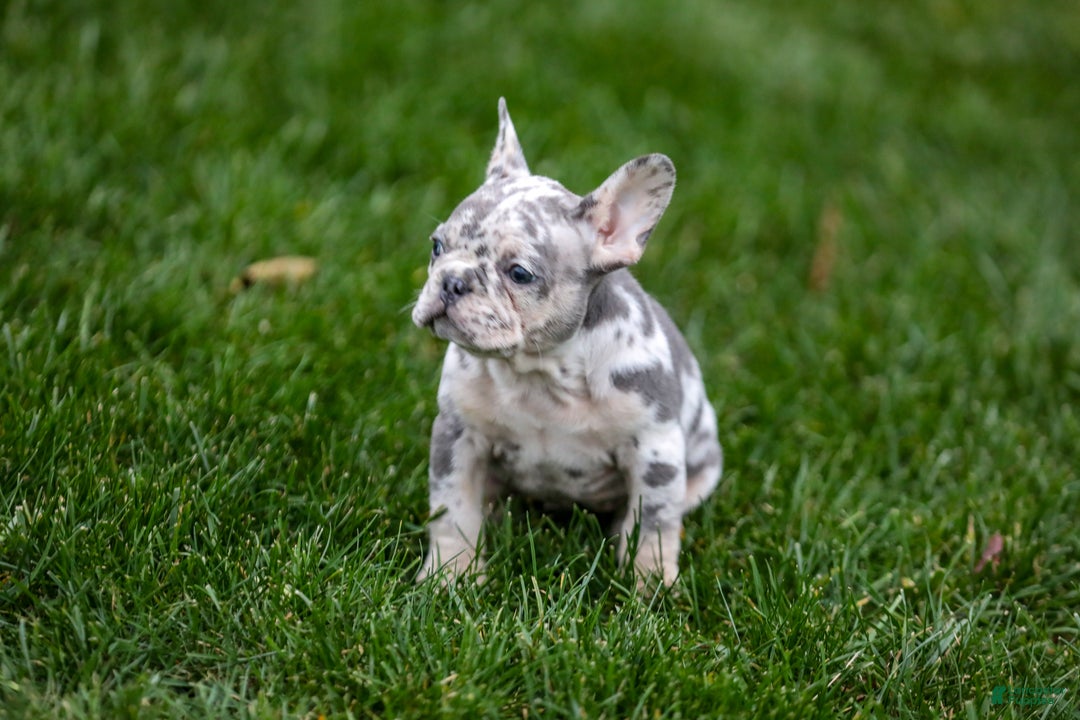 French Bulldog dogs for sale: Fifi - Ad 13