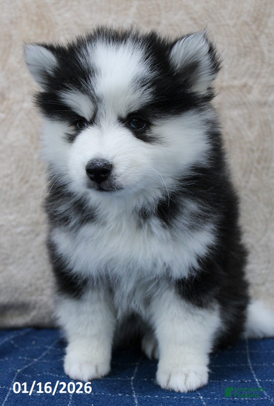 Pomsky dogs for sale: Darla - Ad 5